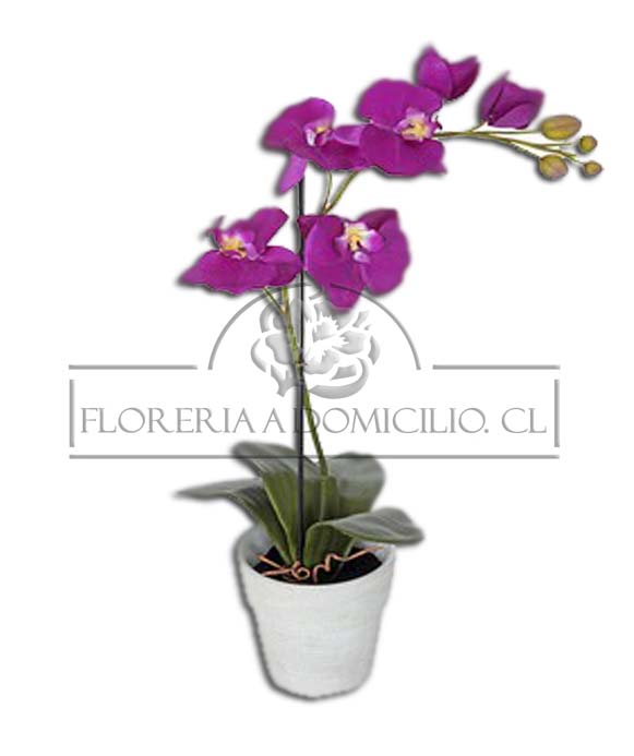 Orquideas en Maceta